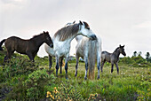 Connemara pony, Connemara, County Galway, Connacht, Republic of Ireland