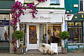 Shop front of The Sheep gifts shop in Maionguard Street, Galway, Connemara, County Galway, Connacht, Republic of Ireland