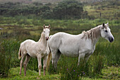 Connemara-Ponys im Regen, Ballinakill Bay, Letterfrack, Connemara, Grafschaft Galway, Connacht, Republik Irland