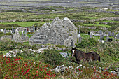 Horse in ruins of Na Seacht dTeampaill (Seven Churches), Inishmore, largest Aran Island, Galway Bay, County Galway, Connacht, Republic of Ireland