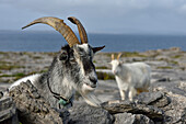 Feral goats, Inishmore, largest of the Aran Islands, Galway Bay, County Galway, Connacht, Republic of Ireland