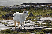 Feral goat, Inishmore, largest of the Aran Islands, Galway Bay, County Galway, Connacht, Republic of Ireland