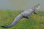 Alligator (Alligator mississippiensis), by the water, Gator Country Wildlife Adventure Park, Beaumont, Texas, United States of America