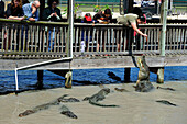 Alligators feeding, Gator Country Wildlife Adventure Park, Beaumont, Texas, United States of America