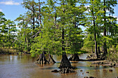 Cypress-lined backwater channel of Neches River, Beaumont, Texas, United States of America