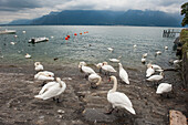 Schwäne am Ufer des Lac Léman, Lausanne, Kanton Waadt, Schweiz