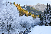 Frosted trees on a river bank, around Champery, Canton of Valais, Switzerland