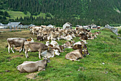 Brune Suisse cows, cattle farm Pian Segno, Blenio vallee, Canton Ticino, Switzerland