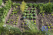 Vegetable garden, Agritourism farm Unterhaspahof, Montguelfo-Tesido, South Tyrol (Alto Adige), Italy