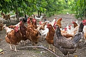 Rearing laying hens in a cherry orchard, Lerchnhof Farm Inn, Valdaora di Sotto, South Tyrol (Alto Adige), Italy