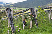 Young woman visiting apple orchard, Lerchnhof Farm Inn, Valdaora di Sotto, South Tyrol (Alto Adige), Italy