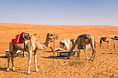 Camels near Bedouin camp in Sharqiya Sands, formerly Wahiba Sands, desert region, Sultanate of Oman, Arabian Peninsula