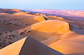 Dunes at the Sharqiya Sands, formerly Wahiba Sands, desert region, Sultanate of Oman, Arabian Peninsula