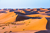 Dunes in the Sharqiya Sands, formerly Wahiba Sands, desert region, Sultanate of Oman, Arabian Peninsula