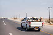 Camel transport in the back of a pickup, Sultanate of Oman, Arabian Peninsula