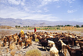 Bedouin and cattle, Samhan Djebel, Dhofar, Sultanate of Oman, Arabian Peninsula