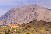 Camel in Djebel Akhdar, Sultanate of Oman, Arabian Peninsula