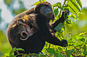 Female mantled howler monkey (Alouatta palliata) with clinging infant eating flower, Pacific coast forest, Esperanza, Nosara, Guanacaste, Costa Rica