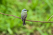 Tropical Kingbird (Tyrannus melancholicus) großer Tyrannenschnäpper, häufig in Südamerika, Esperanza, Nosara, Guanacaste, Costa Rica