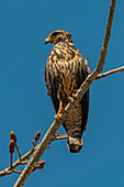 Broad-winged hawk (Buteo platypterus) small raptor, common in the Americas as far south as Brazil, Playa Garza, Nosara, Guanacaste, Costa Rica