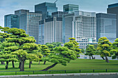 View of contrasting city skyline and Japanese Red Pine trees near the Imperial Palace of Tokyo, Tokyo, Honshu, Japan