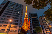 Blick auf den Tokyo Tower und andere Gebäude bei Nacht, Minato City, Tokio, Honshu, Japan