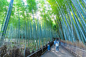 Blick auf den Bambusweg, Sagatenryuji Tateishicho, Bezirk Ukyo, Kyoto, Honshu, Japan