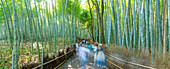 View of Bamboo walkway, Sagatenryuji Tateishicho, Ukyo Ward, Kyoto, Honshu, Japan