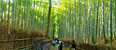 View of Bamboo walkway, Sagatenryuji Tateishicho, Ukyo Ward, Kyoto, Honshu, Japan