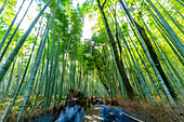 View of Bamboo walkway, Sagatenryuji Tateishicho, Ukyo Ward, Kyoto, Honshu, Japan