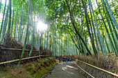 View of Bamboo walkway, Sagatenryuji Tateishicho, Ukyo Ward, Kyoto, Honshu, Japan