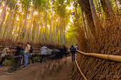 View of Bamboo walkway, Sagatenryuji Tateishicho, Ukyo Ward, Kyoto, Honshu, Japan