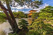 Ansicht des Goldenen Tempels (Kinkaku-ji) (Tempel des Goldenen Pavillons), UNESCO, Kyoto, Honshu, Japan