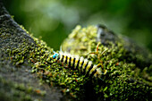 Caterpillar on rock near Diablo Waterfalls (Pailon del Diablo), Tungurahua Province, Ecuador