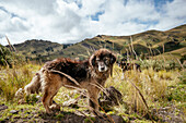 Hund, Zumbahua, Provinz Cotopaxi, Ecuador