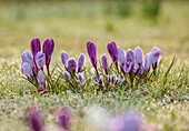 Krokusse (Crocus) mit Raureif auf einer Frühlingswiese
