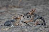 Black-backed jackal pups playing
