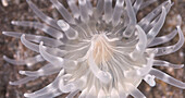 Silver-spotted anemone