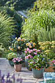 Üppig bepflanzte Terrasse mit Sitzplatz und Rosen, Schafgarbe, Erdbeere, Hortensie, Salbei, Grasnelke,  Lavendel, Rosmarin, Gräser in Töpfen