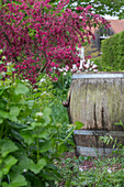 Ornamental apple tree in bloom and wooden barrel