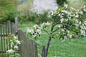Apple tree in bloom