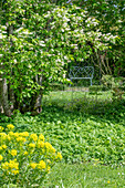 Traubenkirsche und  Gold-Wolfsmilch im Garten 