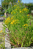 Kaukasus-Gamander (Teucrium hircanicum), Johanniskraut (Hypericum)