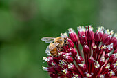 Biene an Kugellauch