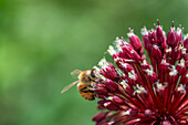 Biene an Kugellauch
