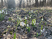 Frühlingsstimmung mit Schneeglöckchen (Galanthus) im lichten Wald