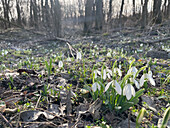 Frühlingsstimmung mit Schneeglöckchen (Galanthus) im lichten Wald