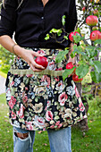 Woman in floral patterned apron harvesting red apples in the garden
