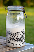 Blackcurrants in sugar for syrup preparation