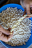 White beans are removed from the pod
